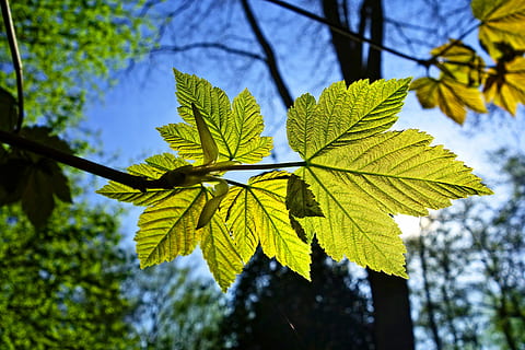 tilt skift objektiv foto, grøn, blad, vene, mønster, ungt blad, nyt blad, foråret grøn, løv, natur, træ, solskin, baggrundsbelysning, plante, plante del, vækst, fokus på forgrunden, grøn farve, lav vinkel visning, skønhed i naturen, dag, tæt på, afdeling, ingen mennesker, udendørs, sollys, himmel, bladvenen, ro, Kvist, blade, ahorn blad, 5K, CC0, offentligt domæne, royaltyfrie