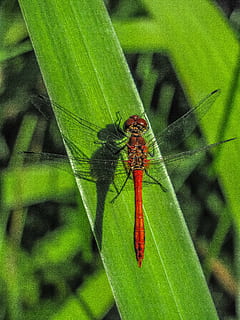 naturaleza, planta, hoja, insecto, de cerca, libélula, animales en la naturaleza, temas de animales, fauna animal, invertebrado, animal, un animal, parte de la planta, color verde, centrarse en primer plano, día, nadie, crecimiento, ala animal, al aire libre, zoología, brizna de hierba, 4K, CC0, dominio público, libre de derechos