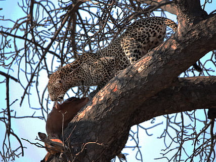wildlife, leopard, kill, tree, impala, wild, cat, animal, predator, africa, mammal, big, kruger, park, national, feeding, game, carnivore, feline, animal wildlife, animal themes, big cat, animals in the wild, branch, plant, safari, nature, one animal, carnivora, spotted, no people, undomesticated cat, outdoors, 4K, CC0, public domain, royalty free