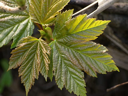 arce, hoja de arce, hoja, verde, naturaleza, primavera, planta, parte de la planta, de cerca, crecimiento, color verde, centrarse en primer plano, belleza en la naturaleza, día, nadie, al aire libre, árbol, patrón natural, vena de la hoja, enfoque selectivo, comida y bebida, hojas, luz del sol, hierba, 2K, CC0, dominio público, libre de derechos