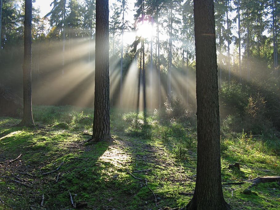 rajos crepusculars, brillant, endavant, arbres, bosc, llum, naturalesa, ombra, sol, agulles, al matí, molsa, llum de fons, arbre, planta, terra, tronc de l'arbre, llum solar, tronc, raig de sol, bellesa a la natura, tranquil·litat, escenics - natura, escena tranquil·la, escena no urbana, creixement, dia, flare de la lent, streaming, cap gent, a l'aire lliure, arbre de coníferes, 2K