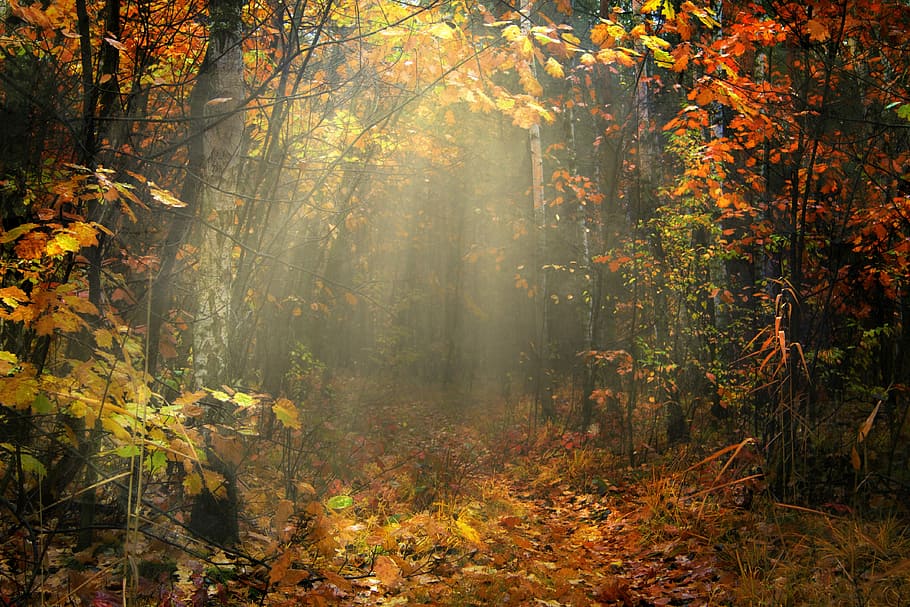 els raigs de sortida del sol, marró, arbre de fulla, tardor, full, arbre, clon, naturalesa, a la cort de, parc, paisatge, or, branca, planta, bosc, misteriós, el rerefons, escriptori, octubre, desaparèixer, jardí, branques, la tija, estacions de l’any, cementiri, reverie, fullatge, flora, el silenci, nostàlgia, passeig de tardor, la flexibilitat, terra, part de la planta, bellesa a la natura, canvi, tranquil·litat, boira, escena tranquil·la, raig de sol, escena no urbana, escenics - natura, idíl·lic, cap gent, col·lecció de tardor, a l'aire lliure, caure, 4K