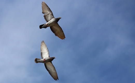 Due, colomba di roccia, volante, piccioni, paio, volo, sincrono, uccelli, cielo, uccello, natura, animale, ala animale, blu, la libertà, animali allo stato selvatico, fauna selvatica, ali spiegate, temi animali, vertebrato, mezz'aria, Inquadratura dal basso, gruppo di animali, nessuno, movimento, nuvola - cielo, all'aperto, giorno, due animali, gabbiano, 2K, CC0, dominio pubblico, privo di copyright