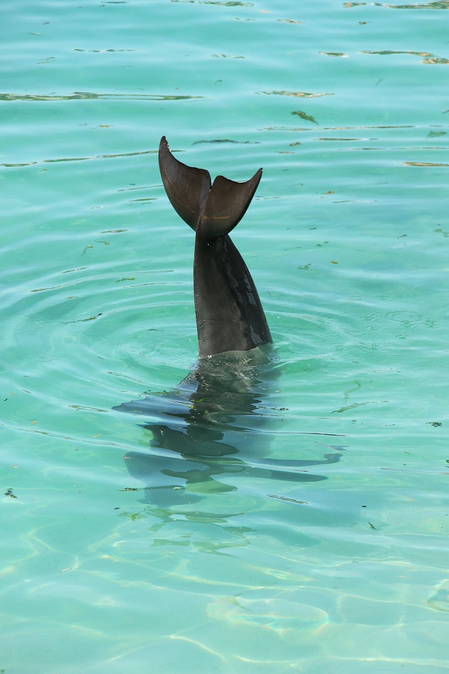 Wal, See, Fisch, Wasser, Tierthemen, ein Tier, Tier, Ufergegend, Tierwelt, Säugetier, Schwimmen, Meer, Tiere in freier Wildbahn, Wirbeltier, keine Leute, unter wasser, Wassersäugetier, Tag, Natur, Delphin, draußen, Bewegung, Marine, türkisfarben, 4K