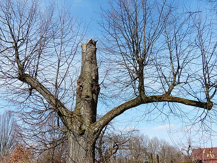 albero, quercia, vecchio, annullato, estetico, rami, spirito dell'albero, viso, barba d'albero, spirito, natura, ramo, cielo, inverno, albero nudo, all'aperto, blu, giorno, tronco d'albero, nessuno, pianta, tronco, Inquadratura dal basso, la tranquillità, scenics - natura, terra, cielo sereno, bellezza nella natura, pianta morta, foresta, crescita, 4K, CC0, dominio pubblico, privo di copyright