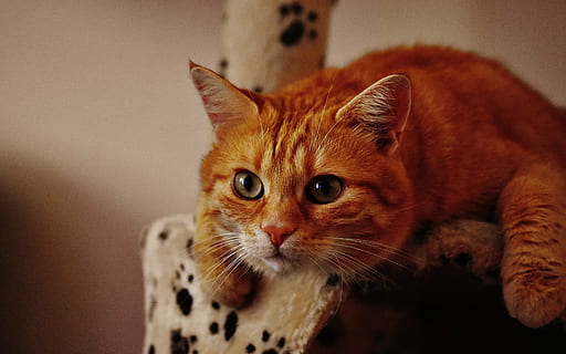 gato naranja de pelo corto, gato, rojo, linda, caballa, Tigre, dulce, mimoso, animal, Gato domestico, piel, mundo animal, mascota, adidas, Cara de gato, gato joven, juguetón, tabby caballa roja, gatito, gato rojo, Ojos de gato, un animal, mascotas, temas de animales, mirando a la cámara, retrato, animales domesticos, nadie, bigotes, de cerca, nacional, felino, mamífero, vertebrado, centrarse en primer plano, adentro, parte del cuerpo del animal, mirando, cabeza de animal, ojo de animal, Gato anaranjado, atigrado, 5K, CC0, dominio público, libre de derechos