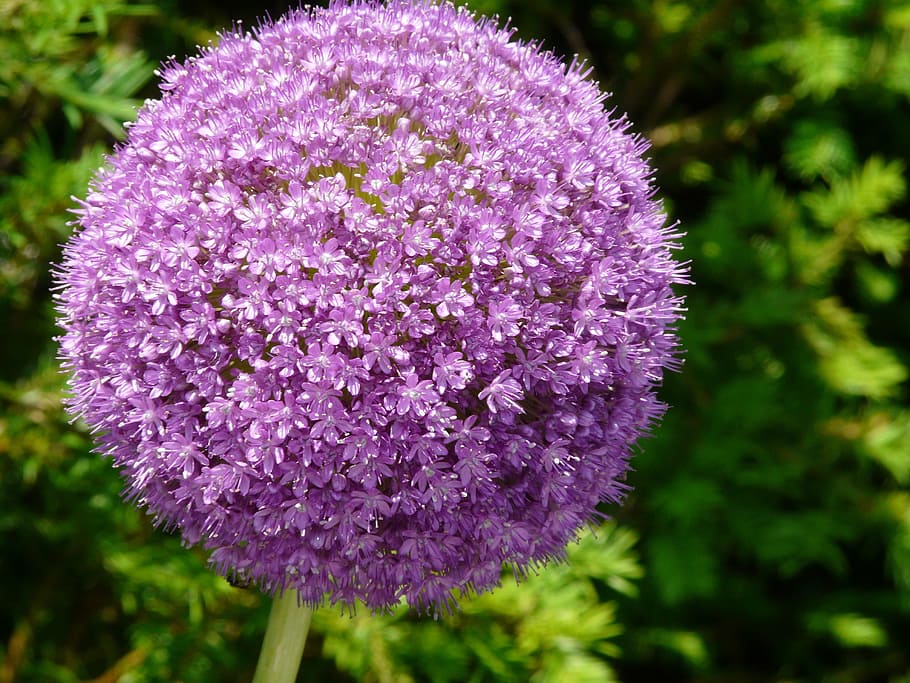fiore, viola, allium, fiorire, fioritura, cipolla, pianta fiorita, freschezza, pianta, bellezza nella natura, vulnerabilità, fragilità, avvicinamento, crescita, natura, infiorescenza, testa di fiore, nessuno, concentrarsi sulle conoscenze acquisite, petalo, giorno, colore rosa, all'aperto, botanica, primavera, giardinaggio, letto di fiori, 2K