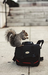 Edison, écureuil de la ville, gris, écureuil, rouge, noir, sac photo, photo de mise au point, sac, sac à dos, pas, béton, un animal, vertébré, mammifère, la faune des animaux, se concentrer sur le premier plan, journée, personne, animaux à l'état sauvage, animaux domestiques, national, en plein air, thèmes de la photographie, ville, couleur noire, rue, 4K, CC0, domaine public, libre de droits