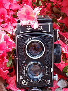 sort, hvid, land kamera, lyserød, blomster, kamera, måge, analog, medium format, hipster, kinesisk, Kina, retro, årgang, sommer, plante, natur, tæt, forår, farve, gammel, fotografering temaer, teknologi, kamera - fotografisk udstyr, blomst, blomstrende plante, tæt på, ingen mennesker, fotografisk udstyr, skønhed i naturen, lyserød farve, fotografere, friskhed, digitalt kamera, objektiv - optisk instrument, retro stylet, enkelt objekt, 4K, CC0, offentligt domæne, royaltyfrie