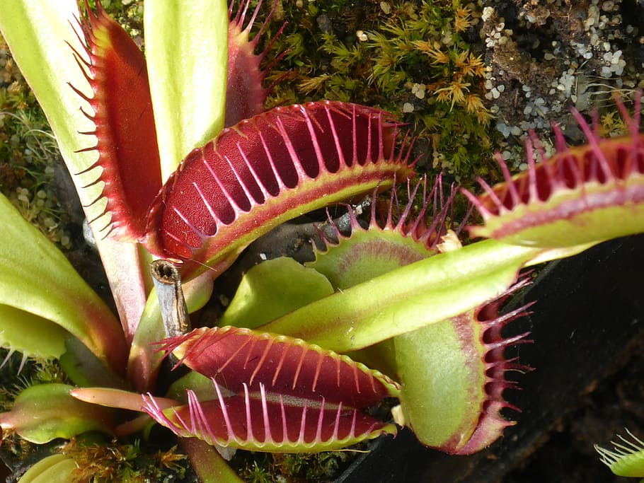 verd, vermell, venus, volar, trampa, primer pla, fotografia, atrapamosques de Venus, tancar la fotografia, carnívora, planta, flor, cas, presa, insecte, menjar, carnívors, dionaea muscipula, sundew, caçador, estoig plegable, caça, protozous, encant, disparador, secreció, digestió, fang, cap gent, tall, color verd, alimentació saludable, creixement, naturalesa, frescor, bellesa a la natura, full, dia, espigada, planta suculenta, part de la planta, menjar i beguda, planta amb flors, benestar, cactus, picant, 4K