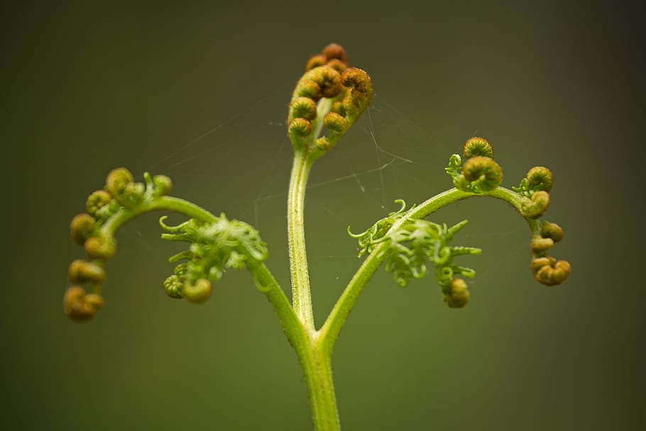 falguera, full, rodar, naturalesa, planta, verd, primavera, vegetació, teranyina, jungfern, fiddlehead, color verd, primer pla, frescor, estiu, macro, creixement, tir de l'estudi, menjar i beguda, cap gent, alimentació saludable, menjar, vegetals, fons de colors, viola, fons verd, benestar, a l'interior, brot, bellesa a la natura, fragilitat, fons negre, 5K