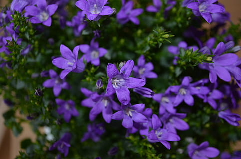 fiore, fiori, pianta, primavera, verde, natura, luce posteriore, fiorire, fioritura, illuminato, bellezza, luminosa, viola, colorato, floreale, flora, glück, fresco, sbocciato, colore, macro, giorno, idilliaco, estate, pianta fiorita, bellezza nella natura, freschezza, avvicinamento, crescita, vulnerabilità, fragilità, petalo, testa di fiore, infiorescenza, nessuno, fauna selvatica, temi animali, all'aperto, animale, impollinazione, 4K, CC0, dominio pubblico, privo di copyright