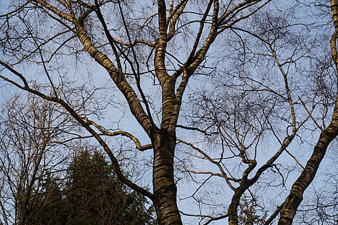 Baum, kahl, Stamm, Log, ästhetisch, Geäst, Beginn des Winters, Pflanze, kahler Baum, Ast, Flachwinkelansicht, Baumstamm, Kofferraum, Himmel, Ruhe, Natur, keine Leute, draußen, Tag, Wachstum, Schönheit in der Natur, ruhige Szene, klarer Himmel, Szenen - Natur, Nicht-städtische Szene, Wald, Baumkrone, 5K, CC0, gemeinfrei, lizenzfrei