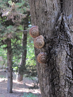 makro, sniglar, träd, trädstam, trunk, växt, fokusera på förgrunden, inget folk, natur, dag, djurliv, närbild, djur-, mollusk, texturerad, snigel, tillväxt, djurteman, utomhus, gastropod, djur i det vilda, skal, 2K, CC0, offentligt domän, royaltyfria