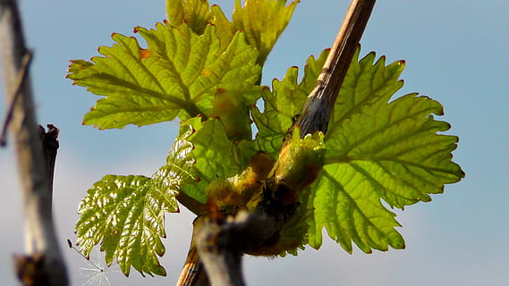 fulla de vi, vi, vinya, motor, branca, raïm, créixer, viticultura, fulles, full, planta, menjar i beguda, arbre, part de la planta, creixement, color verd, naturalesa, menjar, fruita, primer pla, alimentació saludable, dia, cap gent, cel, a l'aire lliure, bellesa a la natura, frescor, centrar-se en primer pla, cel clar, 2K, CC0, domini públic, lliure de regalies