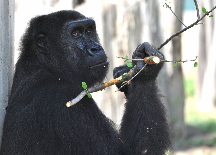 goril·la, zoo, mico, Silverback, animals, mamífer, primat, veure, pacífica, dia, a l'aire lliure, cap gent, temes d'animals, primer pla, animal, fauna animal, vertebrats, animals a la natura, grup d’animals, dos animals, centrar-se en primer pla, menjar, color negre, celebració, naturalesa, 2K