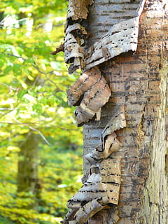 bark, kirsebær, kirsebær, kirsebær, kirsebærbark, flake, erstatte, falde af, skade, afvikling, dag, udendørs, ingen mennesker, træstamme, træ, natur, fokus på forgrunden, plante, bagagerum, tæt på, tekstureret, jord, træ - materiale, vækst, bygget struktur, bundet op, Skov, mønster, klatring, væg, 2K, CC0, offentligt domæne, royaltyfrie