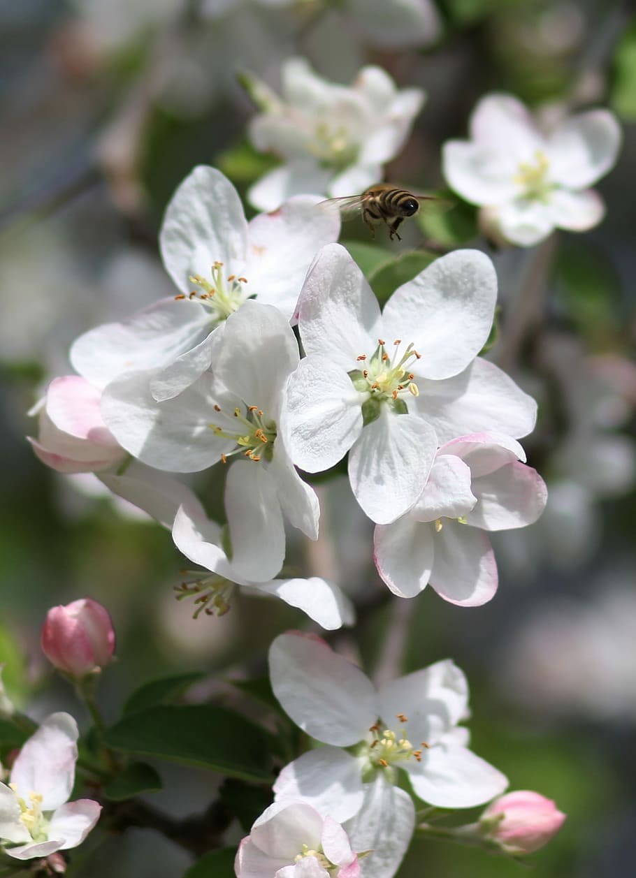 flors, blanc, arbre, fruita, casey, primavera, florit, flor, planta amb flors, fragilitat, vulnerabilitat, frescor, planta, creixement, bellesa a la natura, pètal, invertebrat, insecte, primer pla, temes d'animals, animals a la natura, cap de flor, animal, un animal, centrar-se en primer pla, fauna animal, Color blanc, pol·len, cap gent, a l'aire lliure, polinització, flor de cirerer, 2K