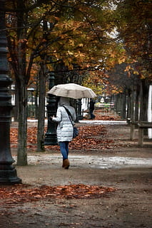 autunno, parco, alberi, le foglie, ombrello, pioggia, vento, natura, città, donna, albero, pianta, lunghezza intera, persone reali, a piedi, retrovisore, una persona, protezione, giorno, stili di vita, sentiero, bagnato, abbigliamento casual, donne, modificare, all'aperto, stagione piovosa, 1080P, CC0, dominio pubblico, privo di copyright