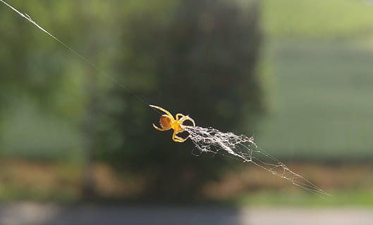 hämähäkki, seitti, ikkuna, luonto, eläin, metsästäjä, saaliita, kiinni, hyönteinen, verkko, arachnid, kammottava, hämähäkinverkko, keskittyä etualalle, lähikuva, päivä, hauraus, ei ihmisiä, eläinten teemoja, valikoiva tarkennus, selkärangaton, kasvi, alttius, yksi eläin, ulkona, eläinten villieläimet, eläimiä, niveljalkaisten, 2K, CC0, public domain, rojaltivapaa