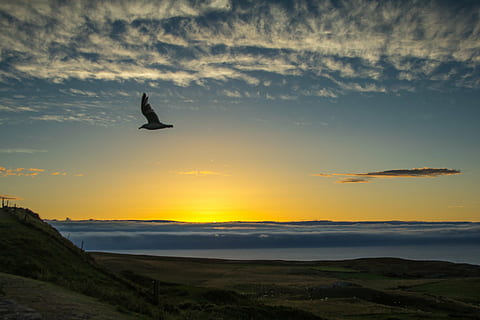 flyvende, fugl, bakke, gylden, time, solnedgang, ocean, skyer, silhuet, himmel, dyre temaer, dyr, dyr i naturen, dyreliv, sky - himmel, hvirveldyr, et dyr, skønhed i naturen, scenics - natur, ingen mennesker, natur, orange farve, miljø, Midt i luften, udendørs, 5K, CC0, offentligt domæne, royaltyfrie