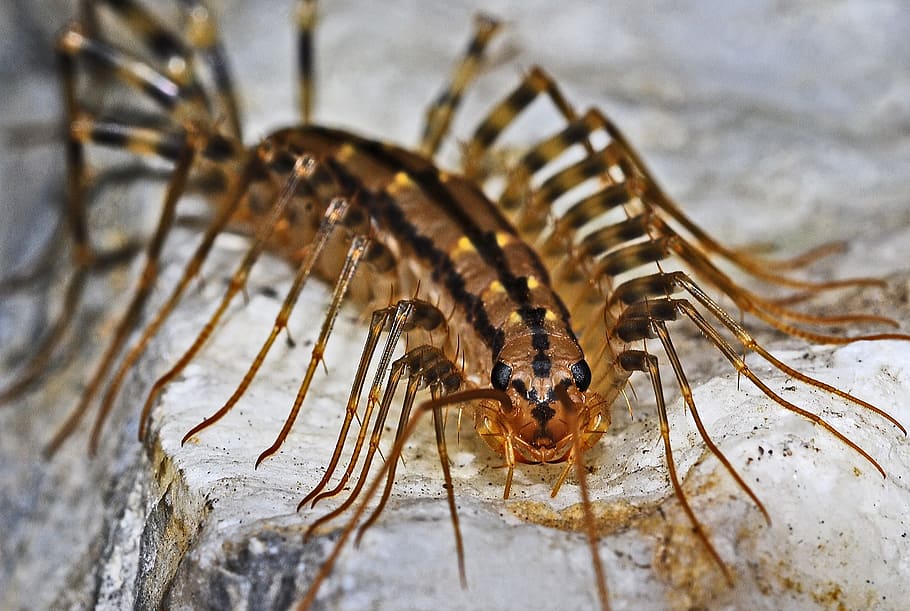 marró, negre, insecte, cempés, macro, artròpode, depredador, horripilant, temes d'animals, animal, fauna animal, animals a la natura, invertebrat, un animal, primer pla, cap gent, naturalesa, enfocament selectiu, dia, part del cos dels animals, vista d’angle alt, centrar-se en primer pla, a l'aire lliure, longitud completa, eruga, 2K