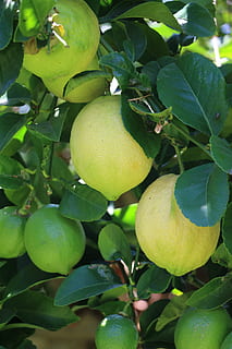 Zitrone, Obst, Baum, Grün, Natur, Zitrusfrüchte, Pflanze, Lebensmittel, Gelb, Blatt, Garten, Obstgarten, gesundes Essen, Wachstum, Essen und Trinken, Pflanzenteil, grüne Farbe, Frische, Zitrusfrucht, Obstbaum, Wohlbefinden, keine Leute, Nahansicht, Tag, Schönheit in der Natur, draußen, reif, 4K, CC0, gemeinfrei, lizenzfrei