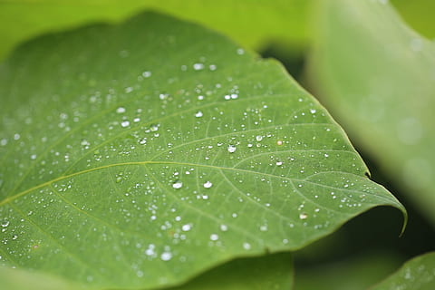 Makro, neblig, Pflanze, Blatt, Grün, Tau, Tropfen, Blütenblatt, grüne Farbe, Frische, fallen, Nahansicht, Natur, Wasser, selektiver Fokus, Wachstum, keine Leute, Pflanzenteil, nass, Schönheit in der Natur, Tag, Blattvene, Vollbild, Zerbrechlichkeit, draußen, Regen, Reinheit, Blätter, Regentropfen, 5K, CC0, gemeinfrei, lizenzfrei