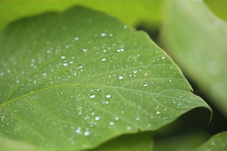 Makro, neblig, Pflanze, Blatt, Grün, Tau, Tropfen, Blütenblatt, grüne Farbe, Frische, fallen, Nahansicht, Natur, Wasser, selektiver Fokus, Wachstum, keine Leute, Pflanzenteil, nass, Schönheit in der Natur, Tag, Blattvene, Vollbild, Zerbrechlichkeit, draußen, Regen, Reinheit, Blätter, Regentropfen, 5K