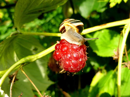 Schnecke, Gartenschnecke, Schale, Schneckenhaus, langsam, Sonde, Natur, Weichtier, kriechen, Reptil, Sommer-, Kreatur, Spiral-, Himbeere, rot, Grün, Blätter, Gartenfrüchte, Garten, Nahansicht, Pflanze, wirbellos, Wachstum, Fokus auf den Vordergrund, Lebensmittel, Tiere in freier Wildbahn, Blatt, keine Leute, Pflanzenteil, Tierwelt, grüne Farbe, Tierthemen, Tier, Essen und Trinken, gesundes Essen, Obst, Schönheit in der Natur, ein Tier, draußen, reif, 4K, CC0, gemeinfrei, lizenzfrei