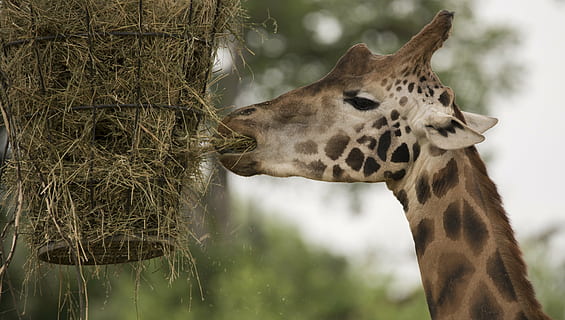 giraffa, animali, collo, vicino, gran gioco, zoo, alimentazione, ritratto animale, erbivori, Africa, mangiare la giraffa, macchiato, mammifero, animale, temi animali, fauna selvatica, un animale, animali allo stato selvatico, parte del corpo animale, vertebrato, testa di animale, avvicinamento, nessuno, pianta, natura, concentrarsi sulle conoscenze acquisite, segni di animali, albero, collo animale, giorno, animali domestici, all'aperto, erbivoro, 4K, CC0, dominio pubblico, privo di copyright