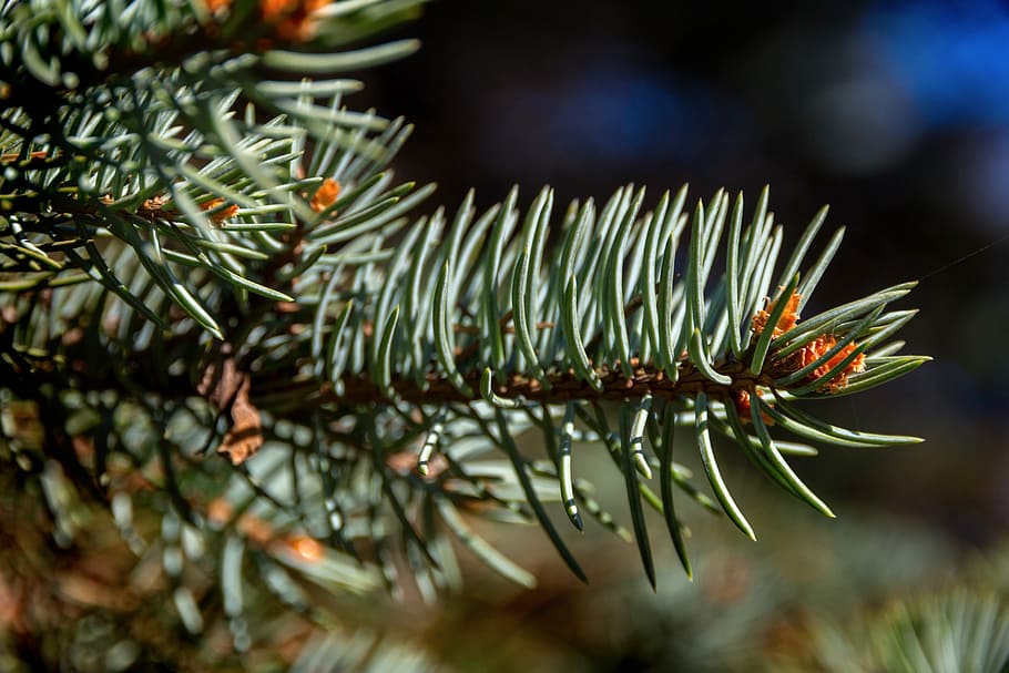 Fichte, Nadeln, Wald, Grün, Kiefer, blaue Fichte, Zapfen, Pflanze, kratzig, lebende Natur, Nadelbaum, schießt, Grüns, Nahansicht, Makro, Baum, Pinaceae, Nadel - Pflanzenteil, Ast, Natur, keine Leute, Schönheit in der Natur, Fokus auf den Vordergrund, Tag, Wachstum, grüne Farbe, Blatt, draußen, selektiver Fokus, Pflanzenteil, Ruhe, immergrüner Baum, Tannenbaum, Kiefernwald, 5K