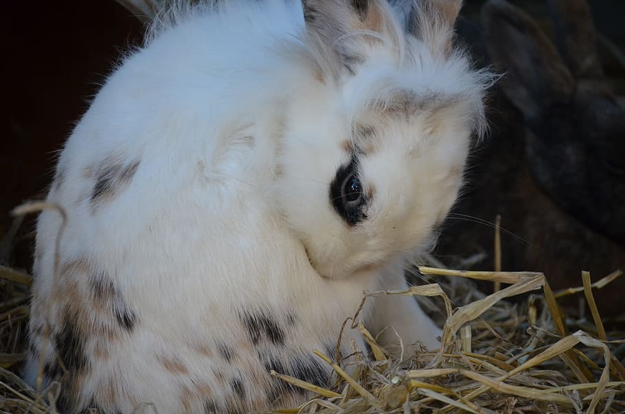 lepre, coniglio bianco, animale domestico, vicino, bianca, coniglio, un animale, temi animali, nessuno, animali domestici, mammifero, animali allo stato selvatico, animale, vertebrato, domestico, Colore bianco, avvicinamento, natura, fauna selvatica, concentrarsi sulle conoscenze acquisite, fieno, parte del corpo animale, giorno, pianta, campo, testa di animale, erbivoro, 4K