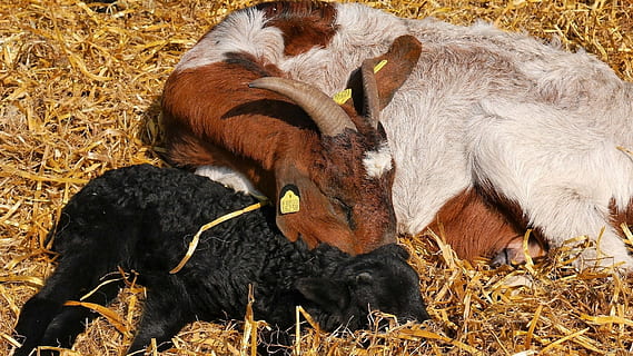 lambs, lamb, easter, heidschnucken, lüneburg heath, animal, country life, wool, livestock, domestic animals, agriculture, mammal, field, cattle, cow, one man only, grass, one animal, animal themes, vertebrate, domestic, pets, group of animals, plant, nature, day, hay, two animals, no people, domestic cattle, land, herbivorous, outdoors, animal family, 1080P, CC0, public domain, royalty free