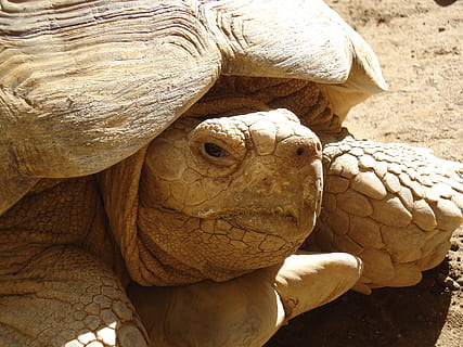 tartaruga, Marrone, acquatico, temi animali, animale, fauna selvatica, rettile, un animale, vertebrato, avvicinamento, animali allo stato selvatico, giorno, nessuno, guscio di animale, natura, conchiglia, parte del corpo animale, testa di animale, all'aperto, luce del sole, concentrarsi sulle conoscenze acquisite, guscio di tartaruga, scala animale, collo animale, 4K, CC0, dominio pubblico, privo di copyright
