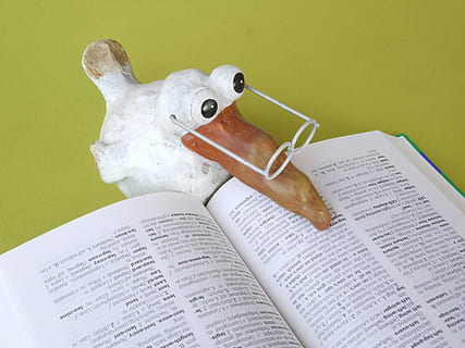 white, brown, seagull figurine, school, book, know, study, education, read, learn, browse, font, literature, text, training, glasses, bird, clay figure, decoration, wisdom, attention, funny, library, textbook, information, languages, research, science, translation, translate, lexicon, dictionary, foreign language, importance, read weakness, page, wise, book page, allegory, symbol, legal, law, allows, paper, employment, fun, intelligence, students, student, trainee, teacher, lecturer, professor, coach, publication, music, indoors, still life, no people, studio shot, arts culture and entertainment, sheet music, table, high angle view, close-up, communication, open, activity, representation, sheet, 4K, CC0, public domain, royalty free