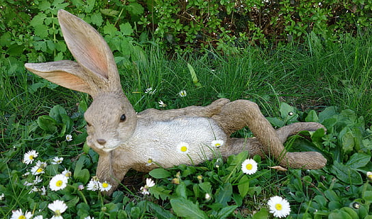Påske hare, påske, grøn, eng, forår, hare, græs, frühlingsanfang, forårsvågne, blomst, natur, fest, farverig, hvid, farve, figur, dekoration, dekorative, påskehilsen, nuttet, plante, blomstrende plante, dyr, grøn farve, vækst, et dyr, dag, dyre temaer, jord, ingen mennesker, Mark, pattedyr, dyreliv, friskhed, hvirveldyr, skønhed i naturen, udendørs, dyr hoved, planteædende, 1080P, CC0, offentligt domæne, royaltyfrie