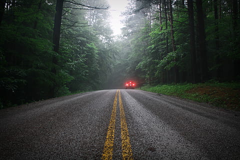 auto, attraversamento, strada forestale, veicolo, lato destro, calcestruzzo, marciapiede, foresta, giorno, strada, albero, nebbia, linea gialla, prospettiva, viaggio su strada, misterioso, spaventoso, orrore, bosco, natura, all'aperto, bagliore, buio, freddo, sfondo, la strada davanti, direzione, mezzi di trasporto, pianta, simbolo, cartello, marcatura, segnaletica stradale, nessuno, terra, bellezza nella natura, scena non urbana, prospettiva decrescente, la tranquillità, 4K, CC0, dominio pubblico, privo di copyright