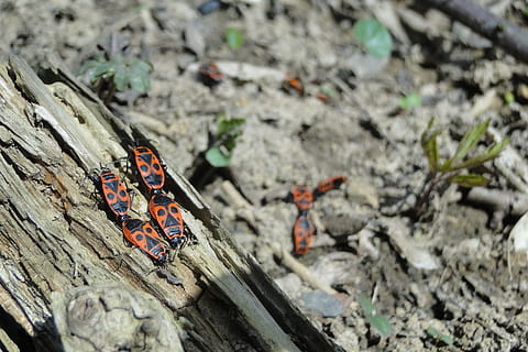 Feuerwanze, Käfer, Insekt, Natur, Tierwelt, Frühling, Fehler, viele, Pflanze, Tier, Holz, Garten, Insektenfoto, rot, schwarz, beschmutzt, schließen, Farbkontrast, Hellrot, Punkte, Paarung, Reproduktion, Schädlingsbekämpfung, Umweltschutz, vorteilhaft, Naturschutz, Wildnis, Umgebung, Helfer, Tag, Fokus auf den Vordergrund, Holz - Material, draußen, keine Leute, Nahansicht, High Angle View, solide, selektiver Fokus, texturiert, Rock - Objekt, Rock, wirbellos, Tierthemen, Baum, Tiere in freier Wildbahn, Schmetterling - Insekt, 2K, CC0, gemeinfrei, lizenzfrei