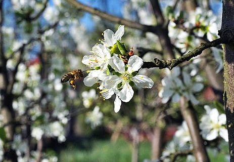 Bie, pollinering, blomst, plomme, hage, insekt, pollen, arbeid, nektar, vår, blomstring, biene på jobb, samlingen av, pollinering av blomster, honning, blomstrende blomster, bier, blomstrende plante, skjørhet, anlegg, sårbarhet, skjønnhet i naturen, vekst, friskhet, hvit farge, petal, tre, fokusere på forgrunnen, nærbilde, dyre temaer, blomstre, dag, virvelløse, natur, blomsterhodet, våren, ingen folk, kirsebærblomst, kirsebærtre, 2K, CC0, offentlig domene, opphavsrett gratis