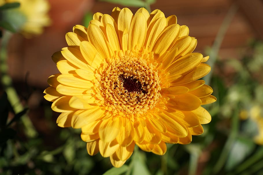 gerbie, flor, groc, primavera, fragància, aroma, perfum, substància activa, cosmètics, spa, bellesa, bonic, cel·lular, Dia de les dones, Pasqua, Pentecosta, jardí, parc, naturalesa, relaxació, planta amb flors, bellesa a la natura, planta, frescor, cap de flor, pètal, primer pla, inflorescència, creixement, centrar-se en primer pla, fragilitat, vulnerabilitat, cap gent, pol·len, a l'aire lliure, 5K
