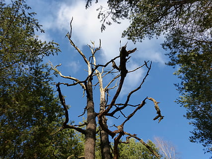 knudrete, tre, skog, gammel, stamme, natur, Logg, grener, krokete, høy, gammelt tre, dystert, flyktig, estetisk, bark, anlegg, lav vinkel visning, himmel, gren, vekst, dag, skjønnhet i naturen, ro, sky - himmel, ingen folk, trestamme, utendørs, blå, bare tre, rolig scene, grønn farge, ikke-urbane scene, 4K, CC0, offentlig domene, opphavsrett gratis