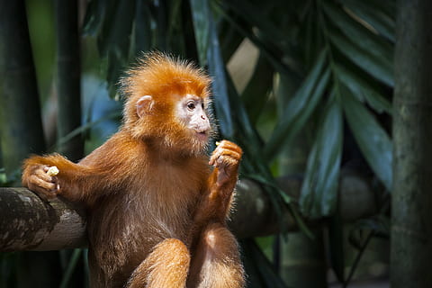 ilustración de dinero marrón, mono, rojo, primates, jungaffe, mono joven, retrato de mono, simio bebé, pelaje rojo, primate, mamífero, fauna animal, animales en la naturaleza, vertebrado, un animal, árbol, clima tropical, bosque, nadie, sentado, naturaleza, selva, comiendo, hoja, bosque tropical, al aire libre, 4K, CC0, dominio público, libre de derechos