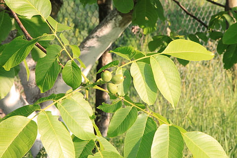 สีดำ, ทางตะวันออก, Juglans, ใบไม้, ต้นมันฮ่อ, พืช, ส่วนของพืช, ปลูก, การเจริญเติบโต, สีเขียว, ธรรมชาติ, ต้นไม้, แสงแดด, ไม่มีคน, วัน, ความงามในธรรมชาติ, กลางแจ้ง, ใกล้ชิด, มุ่งเน้นไปที่เบื้องหน้า, สาขา, ที่ดิน, ความเงียบสงบ, อาหารและเครื่องดื่ม, ป่า, สวน, 4K, CC0, โดเมนสาธารณะ, ค่าลิขสิทธิ์ฟรี