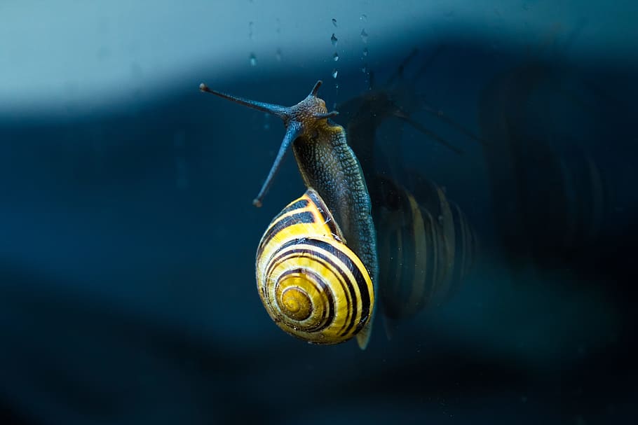 žlutá, hnědý, hlemýžď, horní, tělo, voda, šnek na sklo, Černá, zblízka fotografie, zvíře, Příroda, hmyz, detail, makro, zvířecí shell, zvířata a domácí zvířata, malý, jednoho zvířete, zvířat, zvířata ve volné přírodě, nikdo, měkkýš, plži, bezobratlý, shell, část těla zvířete, moře, spirála, obratlovců, mořský život, námořní, 5K