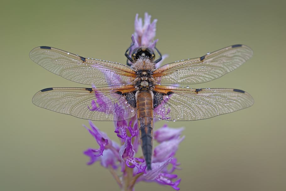 selectiu, focalitzar la fotografia, marró, libèl·lula, posat, porpra, flor petalada, quatre pegats, libellula quadrimaculata, ala, transparent, orquídia militar, flor, insecte, libèl·lules, odonata, flors, orquídies, orquidàcies, tancar, rosada, degoteig, naturalesa, animal, aïllat, primavera, macro, bokeh, conservació de la natura, medi ambient, protecció ambiental, art, protecció de les espècies, biodiversitat, en perill d’extinció, protegit, rarament, estiu, macro d'insectes, patró, Parc Nacional, colorit, en viu, es va retirar, gotes, diversitat, planta, ala dels animals, primer pla, vida salvatge, invertebrat, temes d'animals, animals a la natura, fauna animal, un animal, cap gent, zoologia, planta amb flors, bellesa a la natura, a l'aire lliure, centrar-se en primer pla, 4K