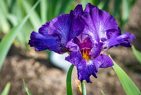 iris, floare, primăvară, grădinile iris prevestite, planta cu flori, fragilitate, petală, vulnerabilitate, plantă, frumusețe în natură, Violet, cap de floare, prospeţime, creştere, inflorescenţă, a închide, iris - plantă, să se concentreze asupra primelor elemente, natură, nici o persoana, zi, polen, polenizare, 4K, CC0, domeniu public, fără drepturi de autor