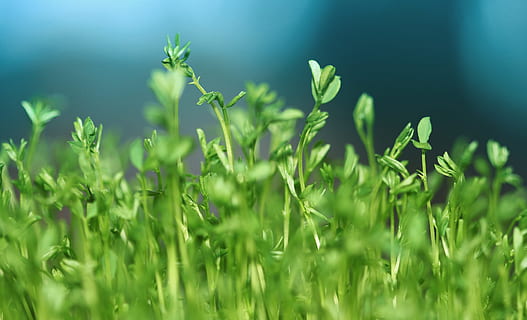 plantas de hojas verdes, cerca de la foto, verde, brotes de plantas, año nuevo persa, planta, naturaleza, color verde, hierba, verano, primavera, frescura, crecimiento, prado, de cerca, al aire libre, azul, macro, campo, nadie, antecedentes, enfoque selectivo, belleza en la naturaleza, hoja, parte de la planta, día, tierra, luz del sol, tranquilidad, agricultura, ambiente, brizna de hierba, 5K, CC0, dominio público, libre de derechos