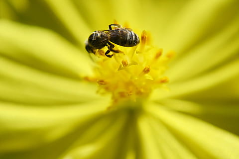 Biene, winzig, Nektar, Blume, Natur, kleine Biene, Insekt, Gelb, gelbe Blume, wild, Sri Lanka, mawanella, Ceylon, Fotos, Blütenblatt, Pflanze, Blütenkopf, blühende Pflanze, Schönheit in der Natur, Nahansicht, Frische, Zerbrechlichkeit, Verletzlichkeit, selektiver Fokus, Tier, Tierwelt, wirbellos, Tierthemen, Wachstum, keine Leute, Pollen, draußen, Frühling, Bestäubung, 1080P, CC0, gemeinfrei, lizenzfrei