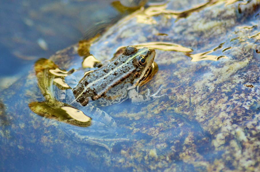 gripau, granota, Gerardo, aigua, naturalesa, animal, amfibi, animals, riu, animal salvatge, pla d'aigua, estany, fauna, temes d'animals, fauna animal, animals a la natura, un animal, mar, vertebrats, rèptil, cap gent, sota l'aigua, signe, comunicació, caça d’animals, senyal d'advertència, cacera, nedar, part del cos dels animals, agressió, cap d’animals, ull d’animals, flotant a l'aigua, sigil, marí, 4K
